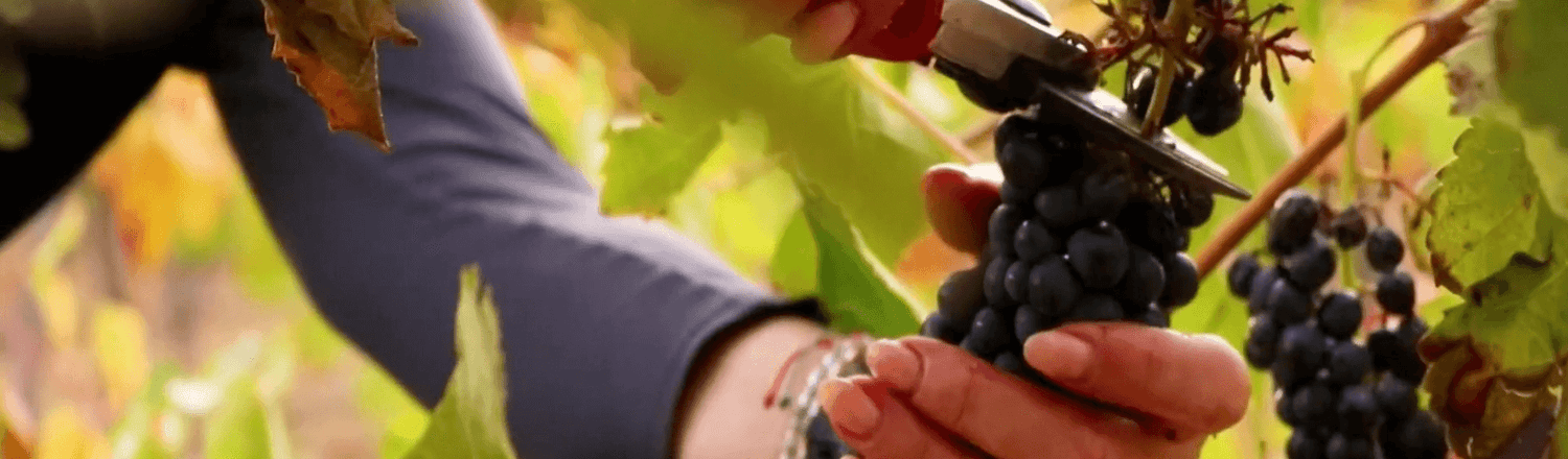 Woman cutting grapes from a vine.